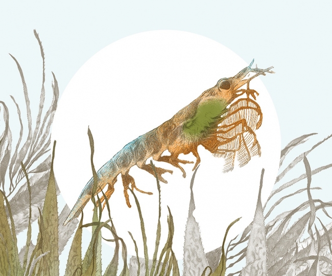 Illustrating the life-giving role  of the tiny krill