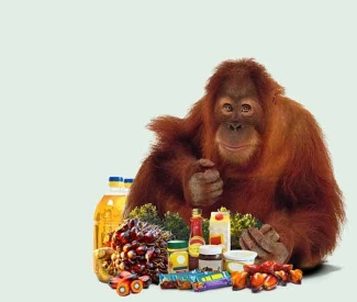 Scoring the buyers of sustainable palm oil